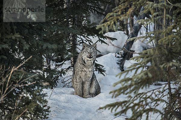 Kanadischer Luchs schaut weg  während er auf einem verschneiten Feld sitzt