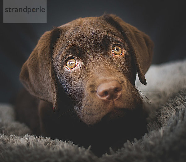 Nahaufnahme eines Hundes  der zu Hause auf dem Teppich liegt