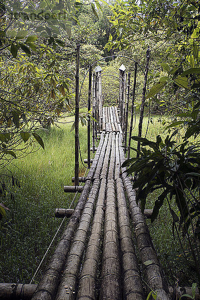 Bambus-Steg im Wald