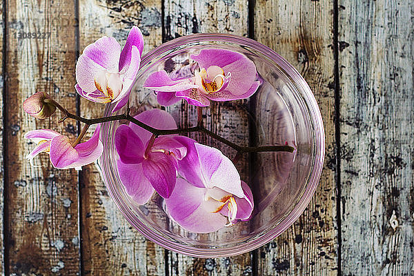 Draufsicht auf rosa Orchideen in Schale auf Holztisch