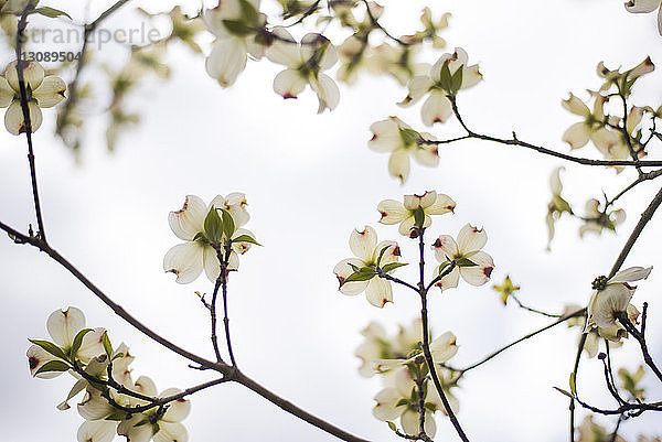 Niedrigwinkel-Ansicht von Hartriegel-Blüten  die auf Ästen vor klarem Himmel wachsen