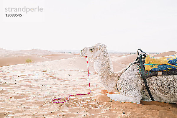 Seitenansicht eines Kamels  das sich auf Sand in der Merzouga-Wüste gegen den Himmel entspannt