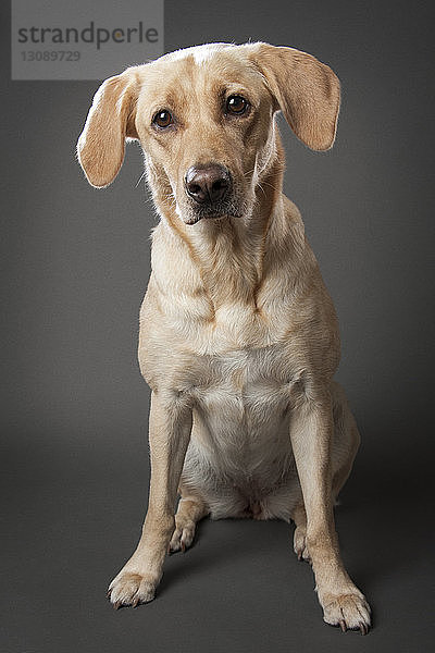 Porträt eines gelben Labrador-Retrievers auf grauem Hintergrund