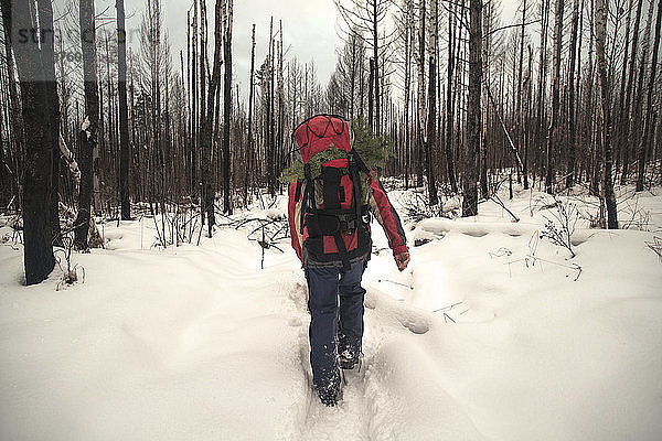 Rückansicht eines Wanderers mit Rucksack beim Wandern im verschneiten Wald