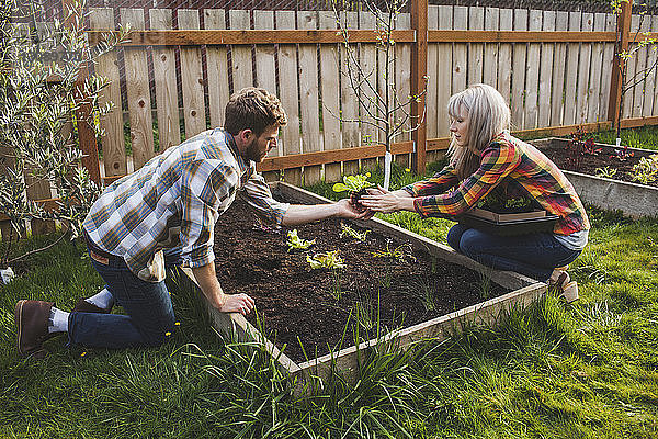 Pflanzung eines Paares im Hochbeet während der Gartenarbeit im Hinterhof