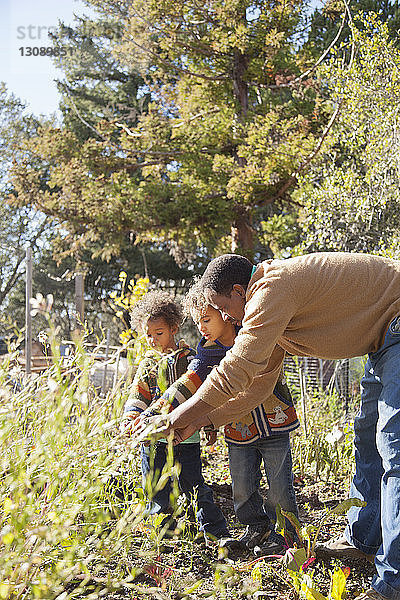 Vater und Kinder betrachten Pflanzen  während sie an einem sonnigen Tag auf dem Feld stehen