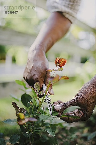Geschnittene Hände einer Frau  die im Garten mit einer Gartenschere Blätter schneidet