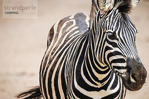 Nahaufnahme-Portrait von Zebras im Nationalpark