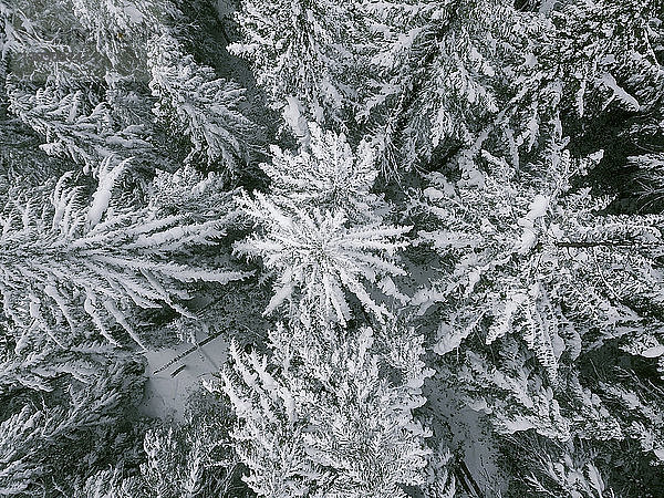 Draufsicht auf gefrorene Bäume auf Mount Hood im Winter