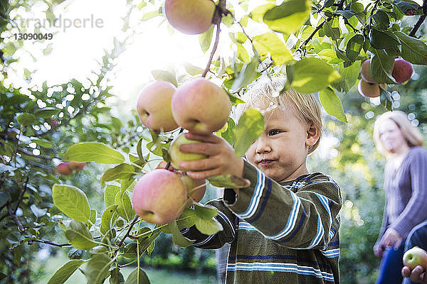 Junge pflückt Äpfel während der Ernte im Obstgarten