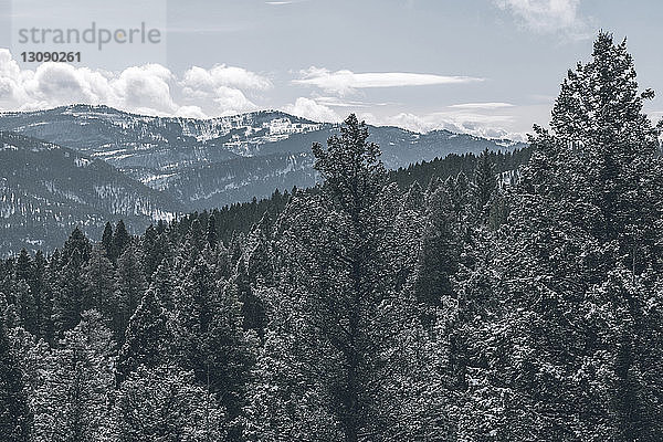 Kiefern im Wald gegen Berg