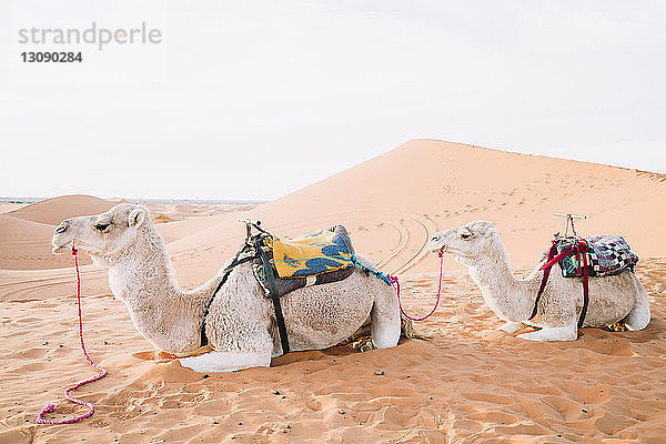 Seitenansicht von Kamelen  die sich auf Sand in der Merzouga-Wüste gegen den Himmel ausruhen
