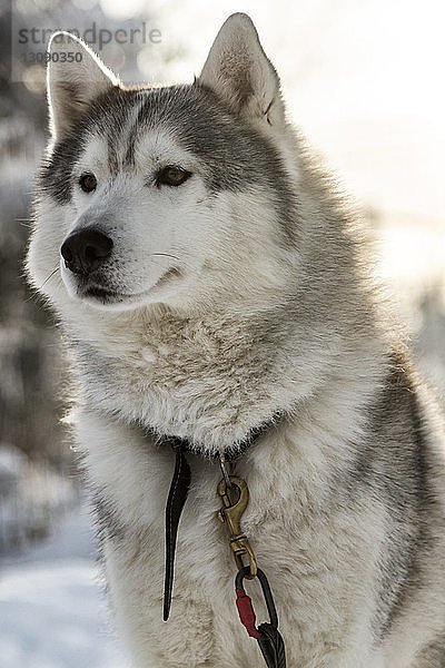 Schlittenhund auf verschneitem Feld