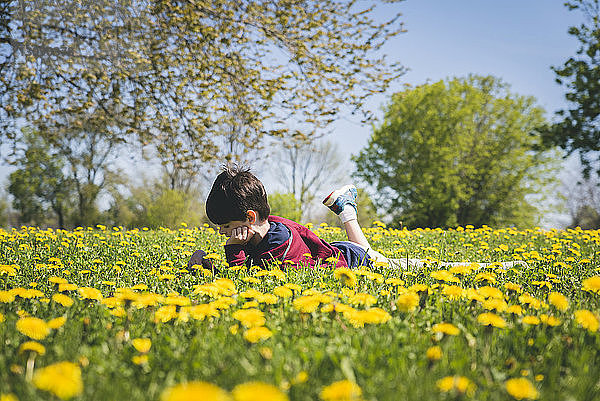 Seitenansicht eines Jungen  der am sonnigen Tag inmitten gelb blühender Pflanzen auf einem Feld im Park liegt