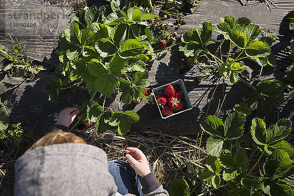Draufsicht auf einen Jungen  der Erdbeeren von Pflanzen auf einem Bauernhof pflückt