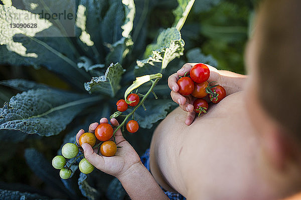 Schrägansicht eines Jungen ohne Hemd  der im Gemüsegarten Kirschtomaten hält