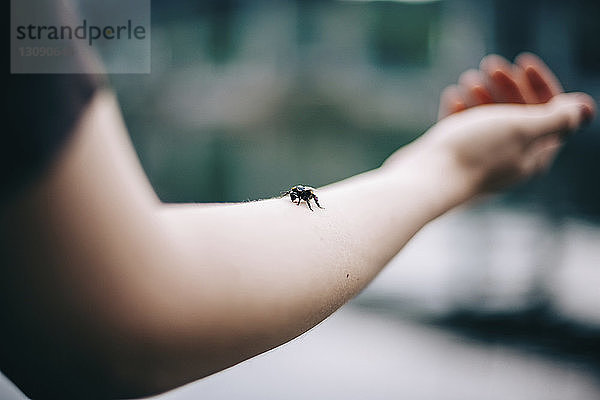 Ausgeschnittenes Bild eines Mannes mit Hummel auf dem Arm