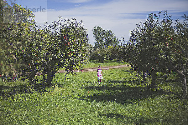 Mädchen geht auf Grasfeld inmitten von Apfelbäumen im Obstgarten