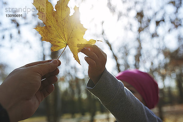 Geschnittene Hand eines Vaters  der seiner Tochter im Herbst im Park ein Ahornblatt gibt