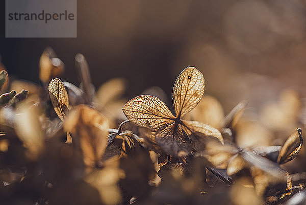 Nahaufnahme von trockenen Blättern  die im Herbst auf das Feld gefallen sind