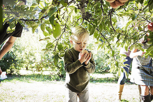 Junge kräuselt sich  während er den Apfel auf dem Feld hält