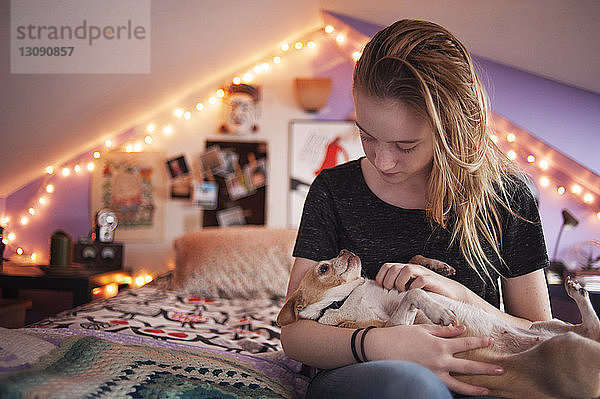 Mädchen spielt mit Chihuahua  während sie zu Hause auf dem Bett sitzt