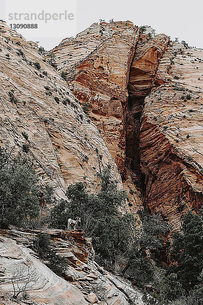 Mittelansicht einer Bergziege  die im Zion-Nationalpark vor Felsformationen steht