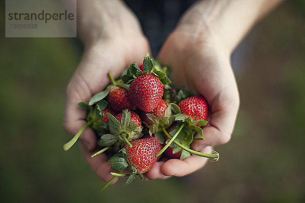 Draufsicht einer Frau  die frisch gepflückte Erdbeeren in schalenförmigen Händen hält
