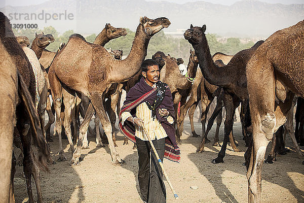 In eine Decke gewickelter Mann läuft in Pushkar Fair gegen Kamele auf Sand