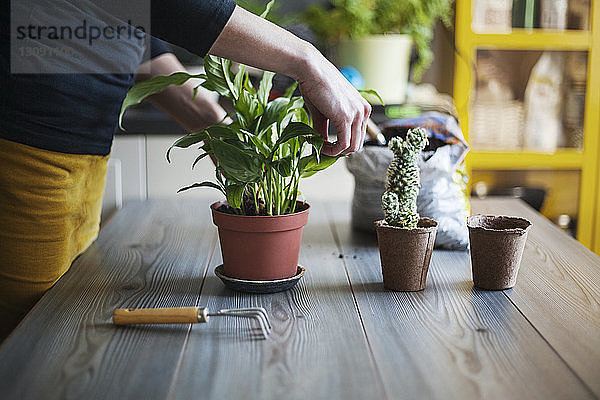 Mitschnitt einer Frau  die Pflanzen in einen Topf auf dem Tisch pflanzt