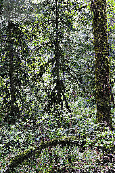 Bäume wachsen im Olympic National Park