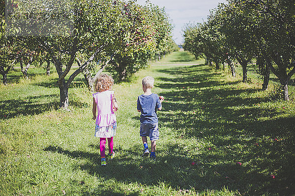 Rückansicht von Geschwistern  die auf einem Grasfeld inmitten von Apfelbäumen im Obstgarten spazieren gehen