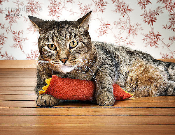 Porträt einer gestromten Katze mit Spielzeug  das sich zu Hause entspannt