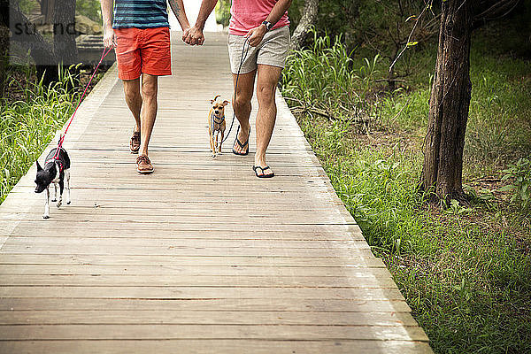 Niedriger Abschnitt eines homosexuellen Paares  das mit Chihuahuas auf der Promenade im Park spazieren geht