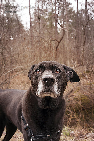Porträt eines schwarzen Hundes im Wald