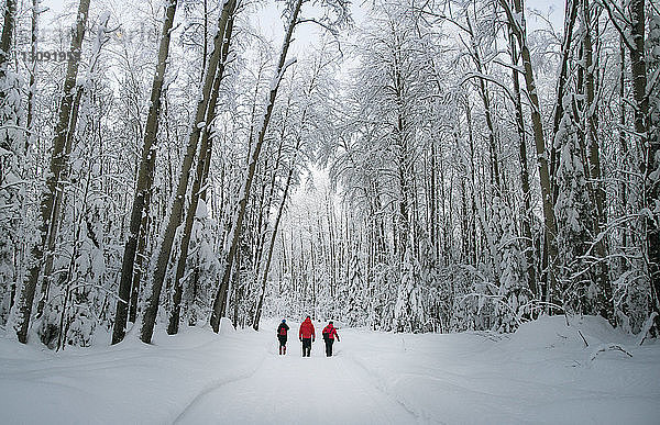 Rückansicht von Wanderern  die auf einer schneebedeckten Straße im Wald spazieren