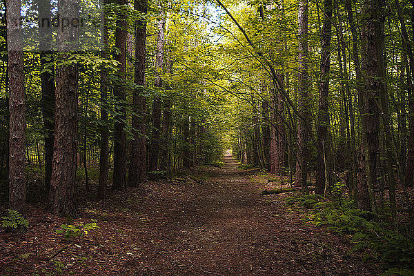 Leerer Feldweg inmitten von Bäumen im Wald