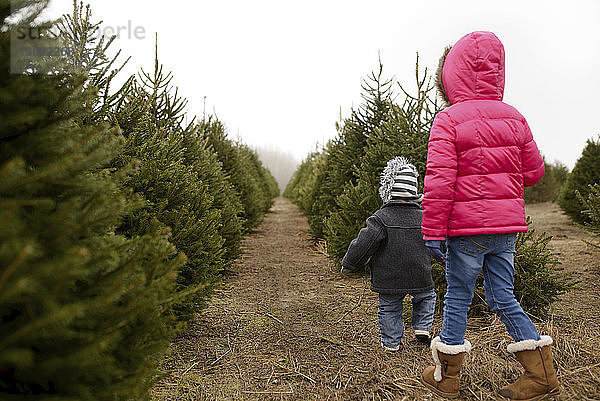 Rückansicht der Geschwister beim Spaziergang auf dem Weihnachtsbaumhof bei klarem Himmel