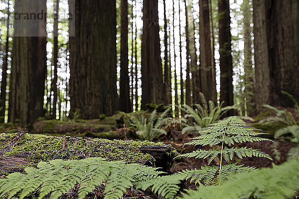 Nahaufnahme von im Wald wachsenden Pflanzen