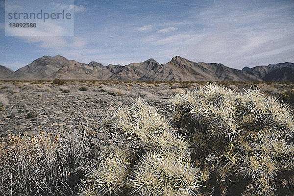Ruhige Ansicht von Bergen gegen den Himmel mit Kaktus im Vordergrund in der Wüste
