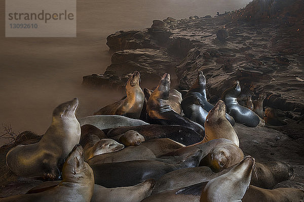 Hochwinkelansicht von Robben  die sich auf Felsformationen gegen das Meer entspannen