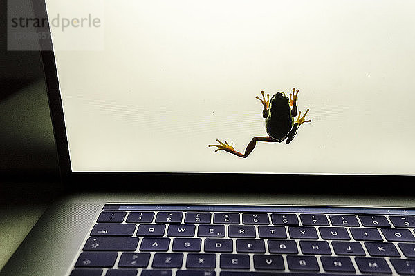 Nahaufnahme eines kletternden Frosches auf Laptop-Computer