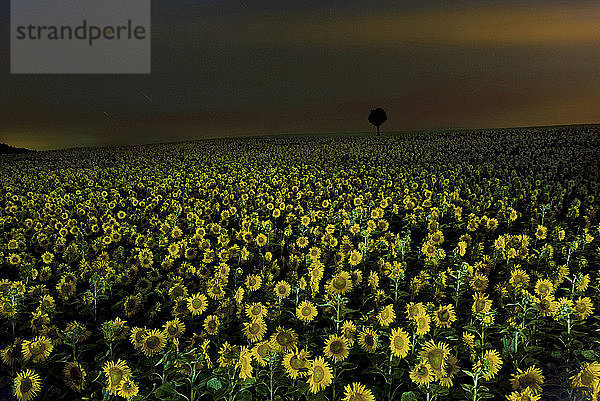 Szenische Ansicht von Sonnenblumen  die in der Dämmerung auf dem Feld gegen den Himmel wachsen