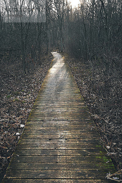 Strandpromenade inmitten kahler Bäume im Wald