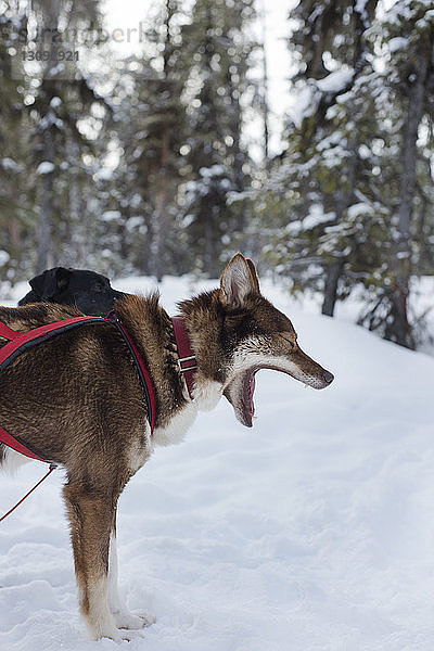 Seitenansicht des Huskys auf verschneitem Feld