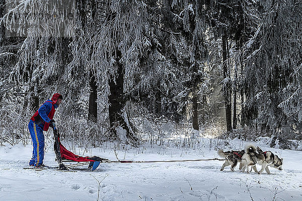 Seitenansicht eines Hundeschlittens gegen Bäume auf einem verschneiten Feld
