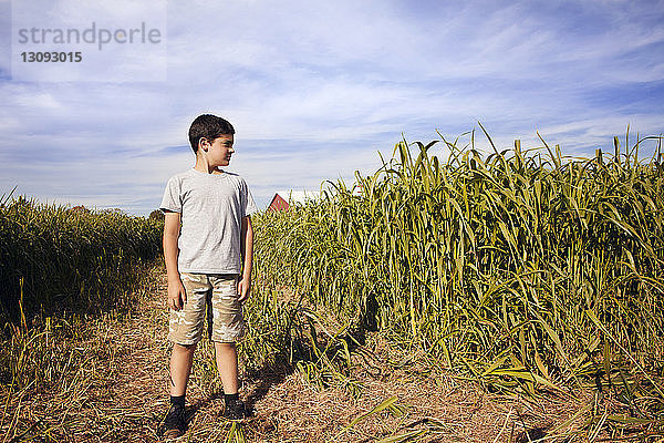 Junge schaut weg  während er im Maisfeld steht