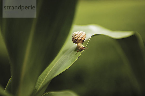 Hochwinkel-Nahaufnahme einer Schnecke auf einem Blatt