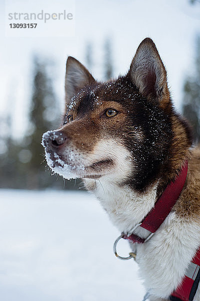 Husky schaut weg auf verschneites Feld