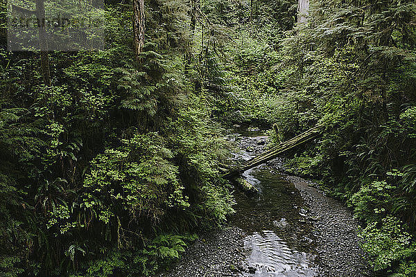 Bach fließt durch den Wald im Olympic National Park